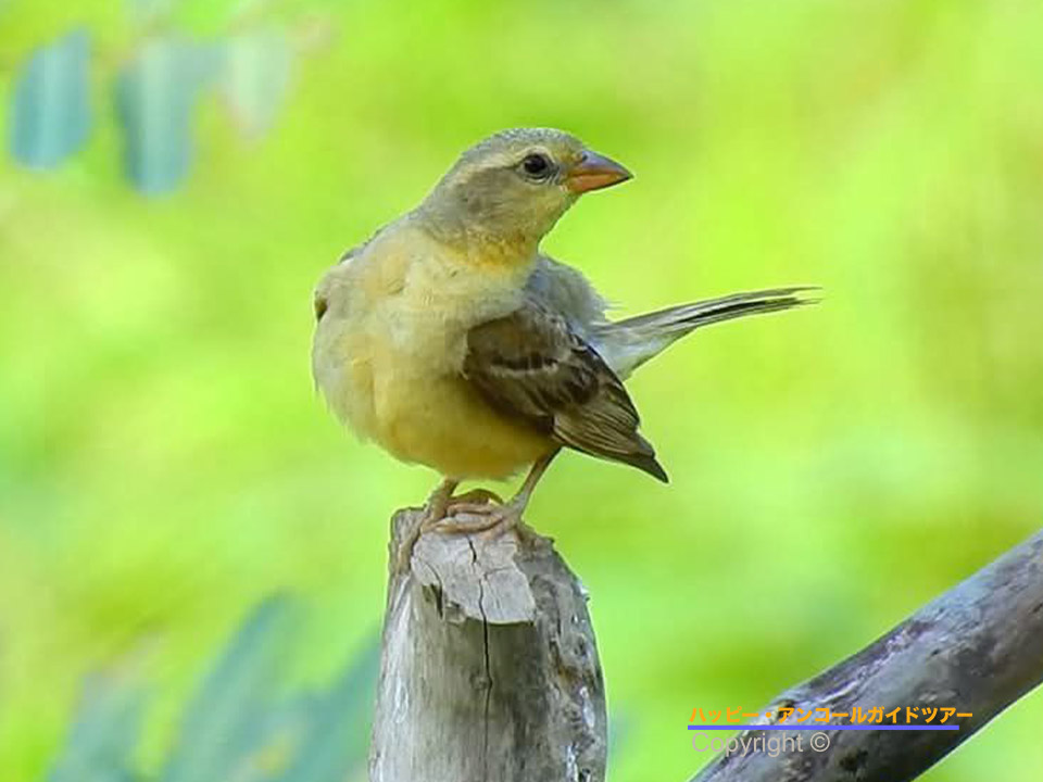 プーンコムヌー巨岩遺跡と野鳥観察ツアー