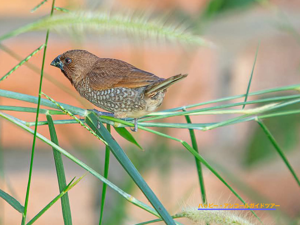 プリアヴィヘア 野鳥撮影