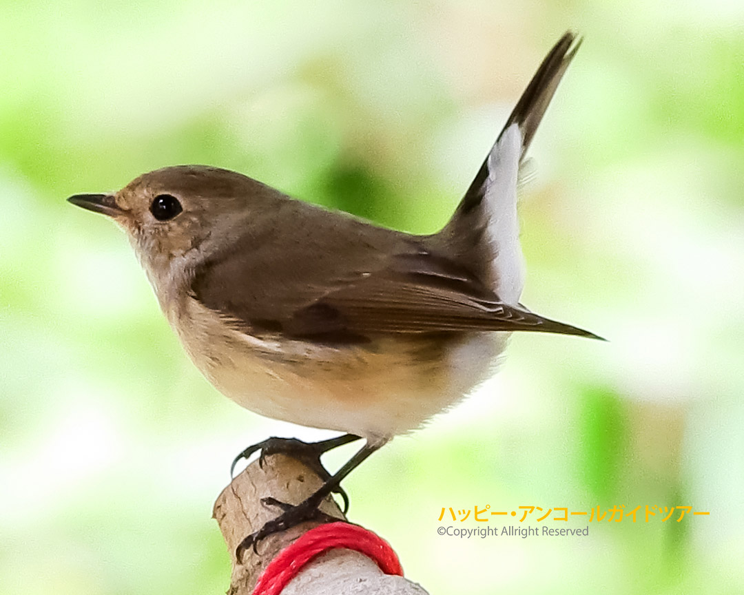 農村エリアの野鳥