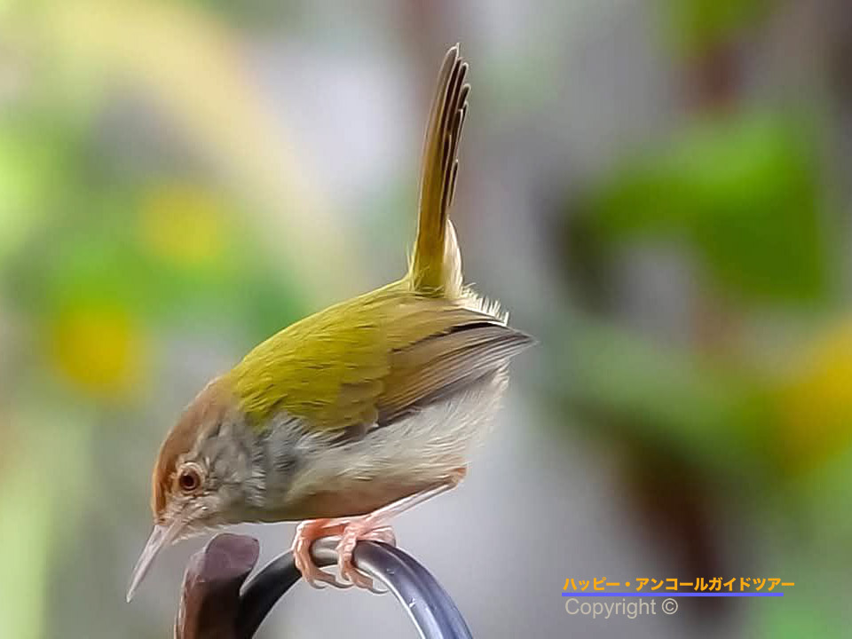 アンコールトム・バードウォッチング