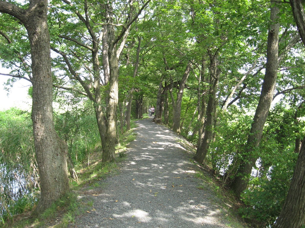 「夏」 くぬぎ並木遊歩道