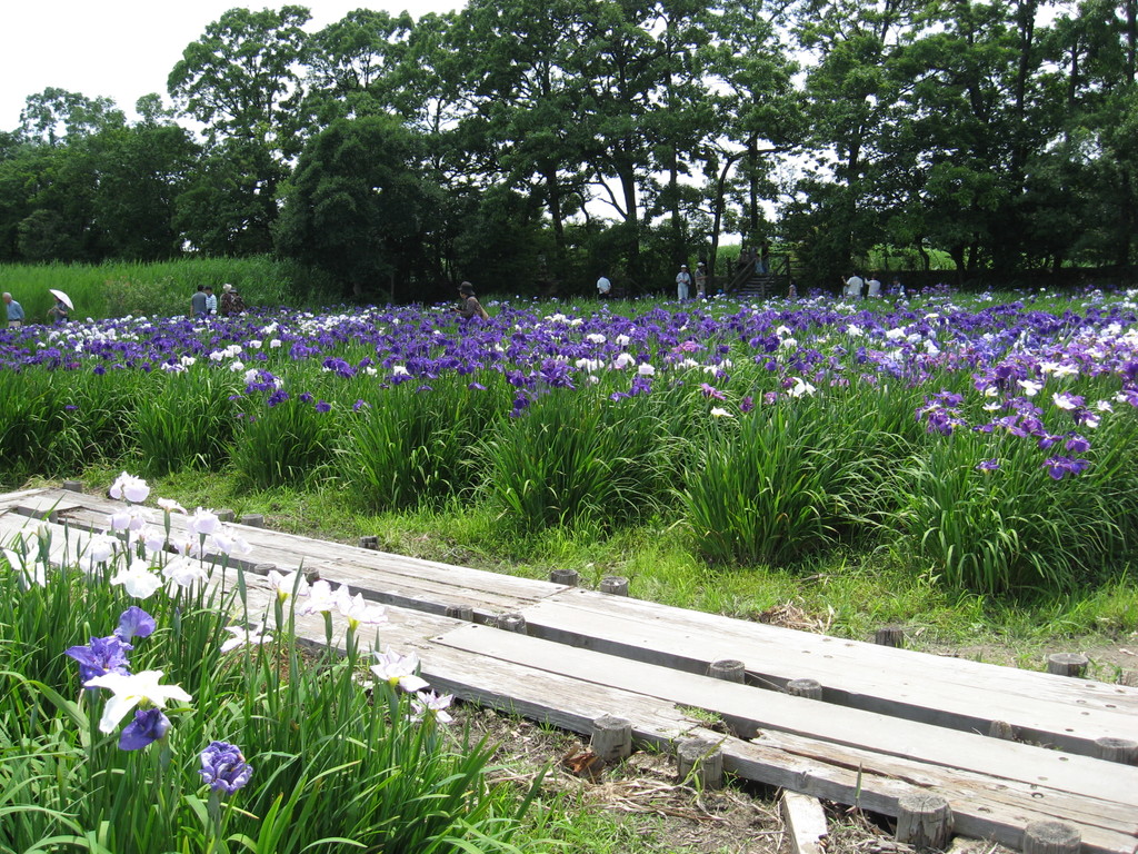 「夏」 ハナショウブ園（６月中旬）