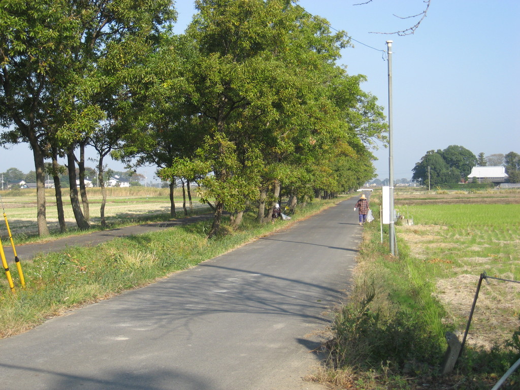 「秋」 くぬぎ並木道