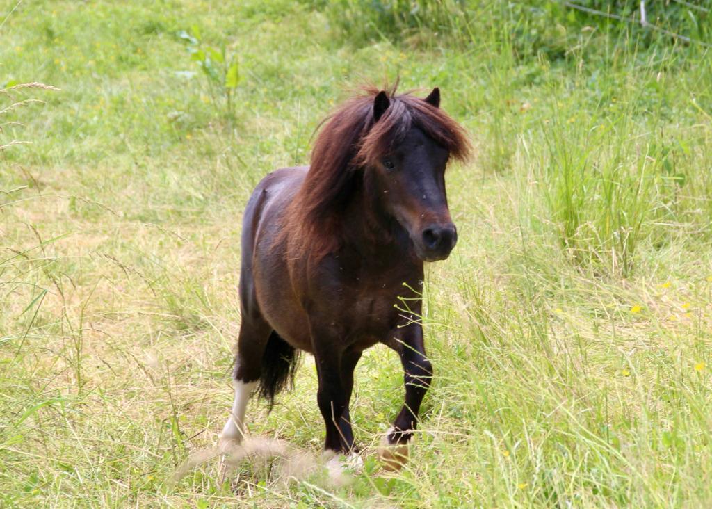 Milo, Hengstvoranschauung August 2019, Ponyverband Hessen