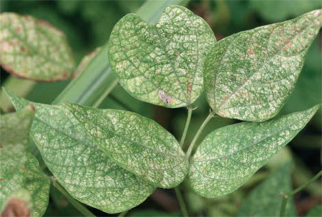 Daños en hoja
