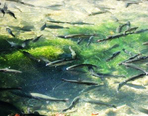 Juveniles de trucha arco iris.