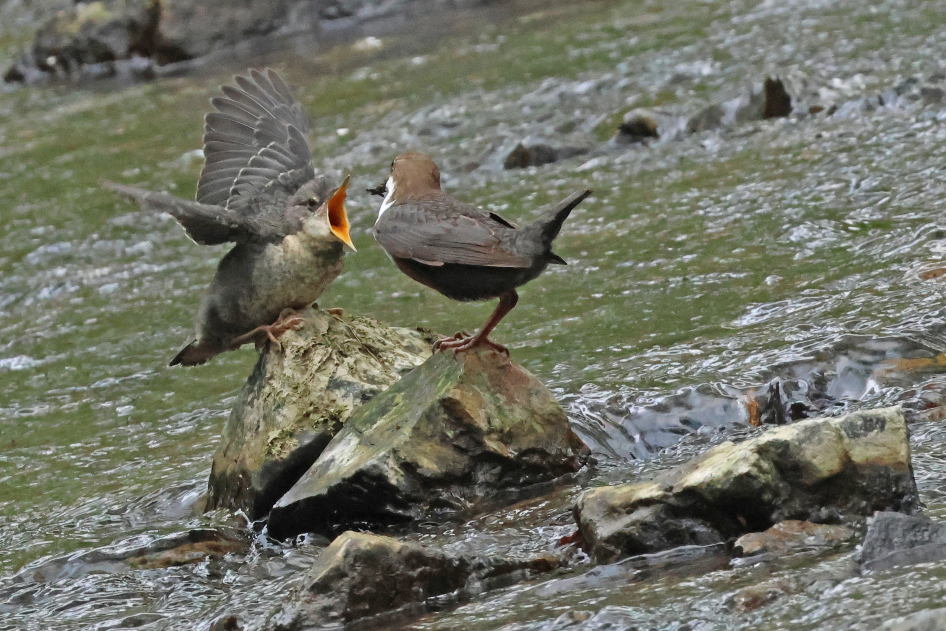 Neue Nisthilfen für die Wasseramsel