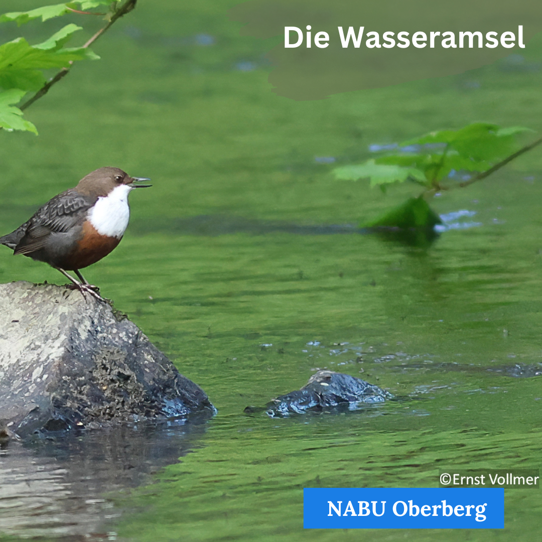 Brückenkontrolle mal anders!