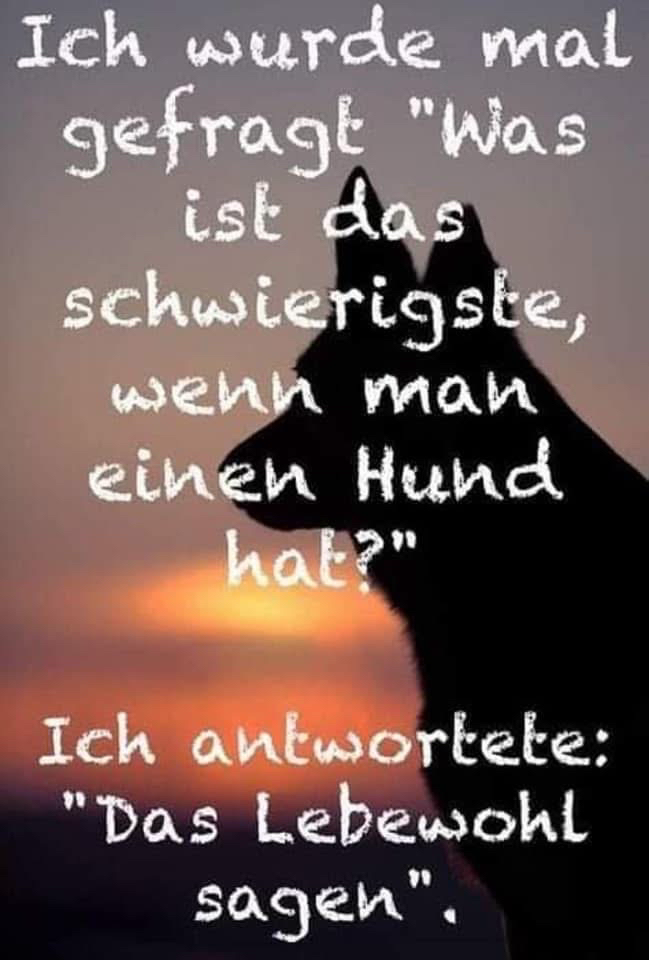 Regenbogenbrücke 💓