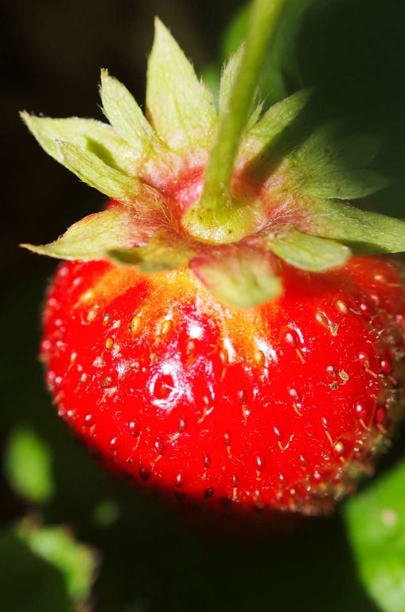 Fraise du jardin du Moulin de Braimboeuf