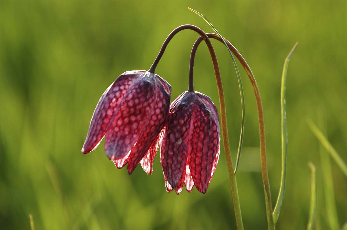 Fritillaires pintade (gogane) sur les bords de l'Evre, photo Dominique Drouet