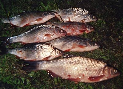 7 schöne Plötzen - perfekt zum Süss-sauer-einlegen, gefangen auf Made/Caster in der Saale von Falko