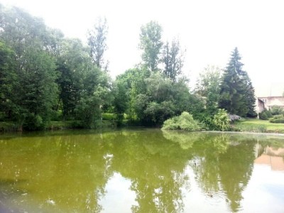 Blick über den Teich