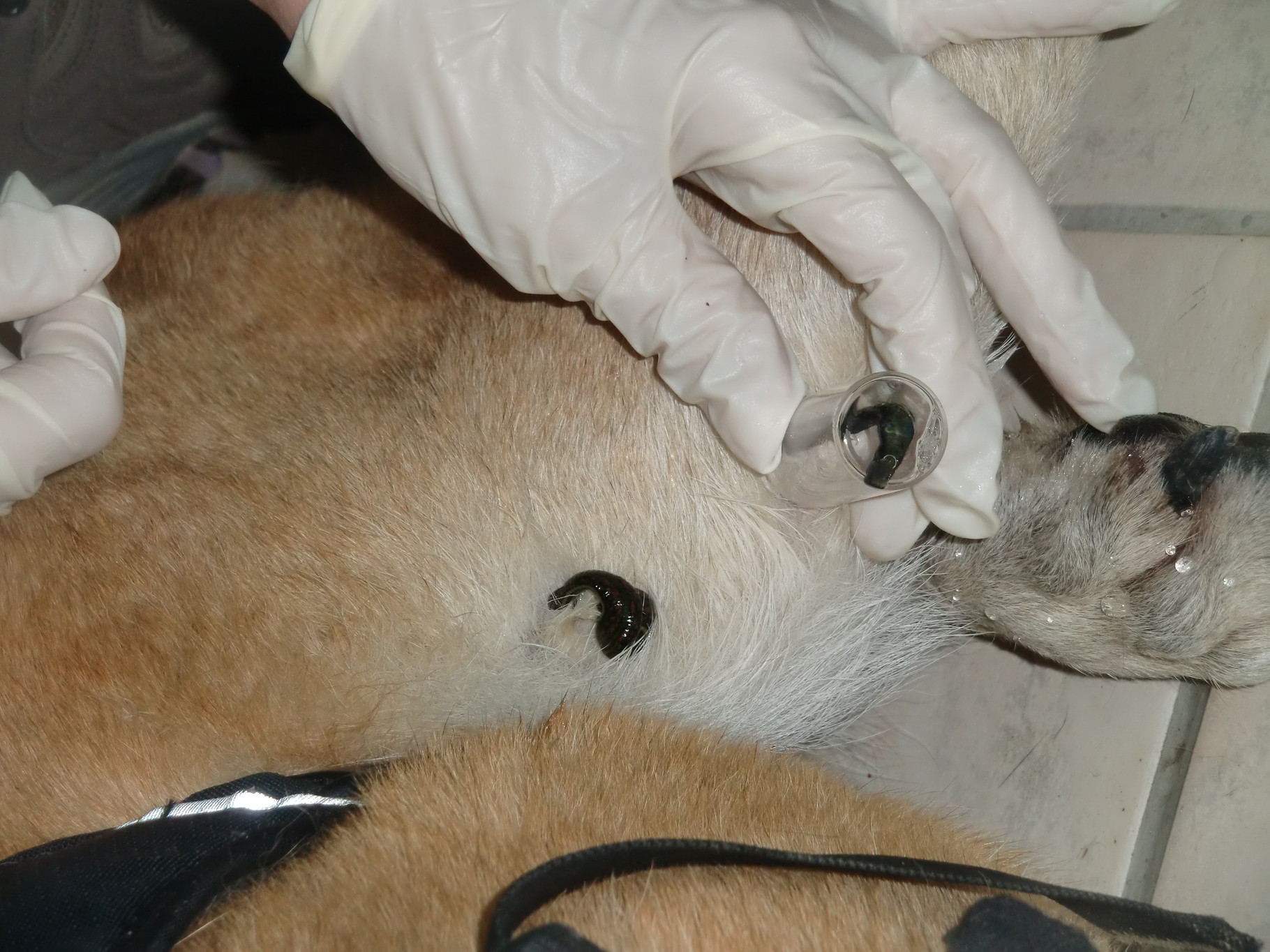 Blutegeltherapie Hundephysioscheune / Anja Warnken / Drebber