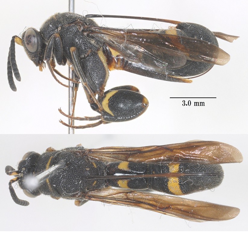 Leucospis Image Database of Parasitoid Wasps