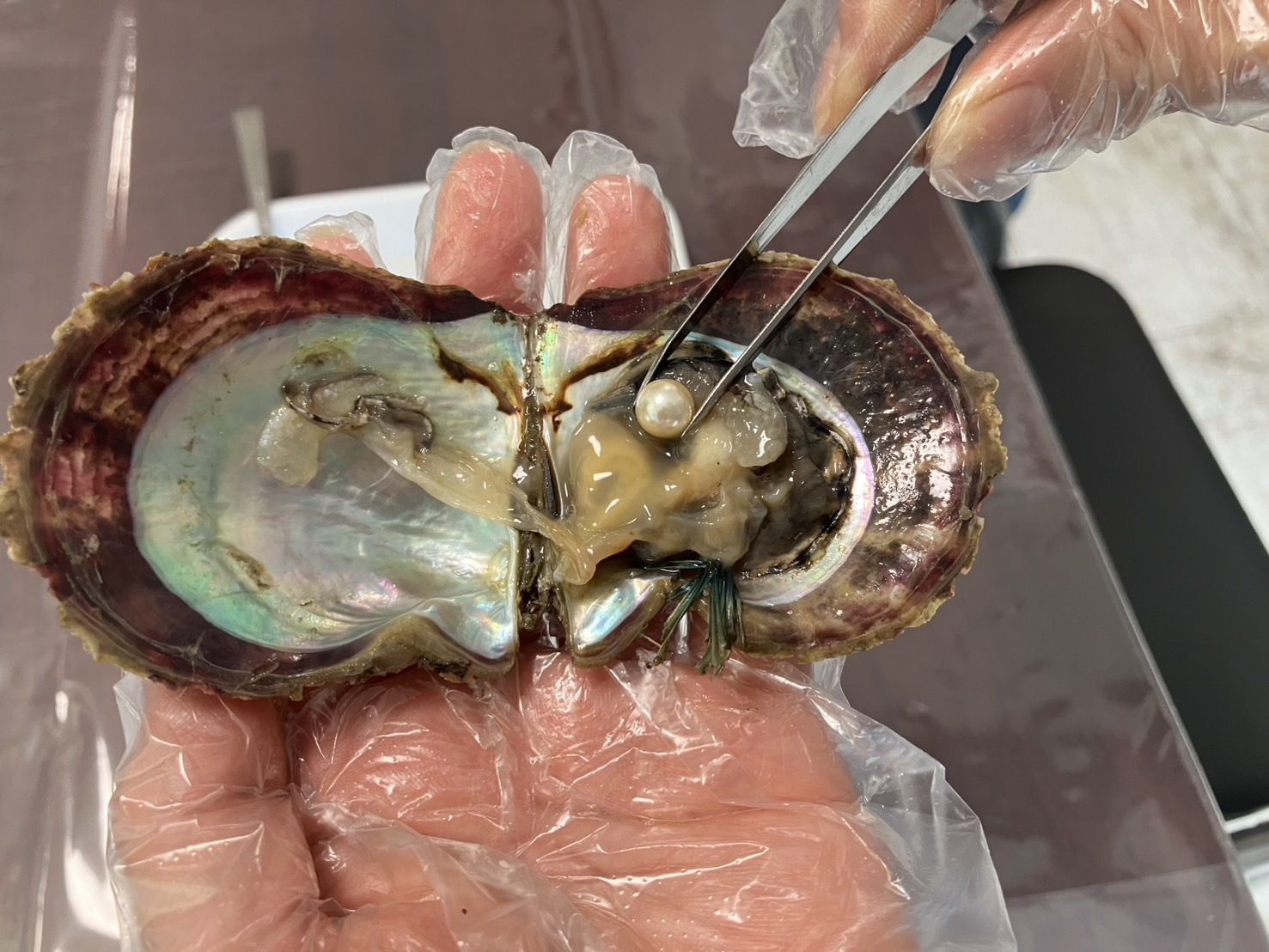 Pearl Extraction Experience