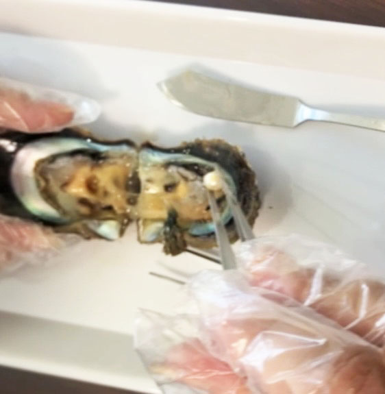 珍珠采集体验