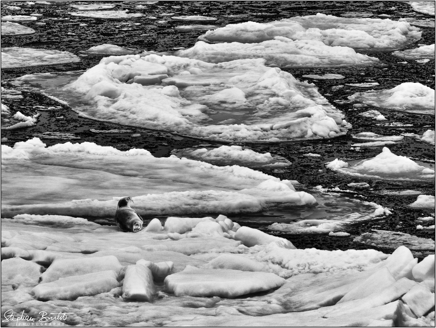 Pack ice (81°24' N)