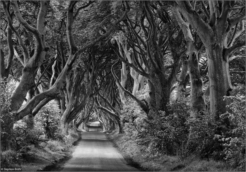 The Dark Hedges / Co. Antrim, Ulster