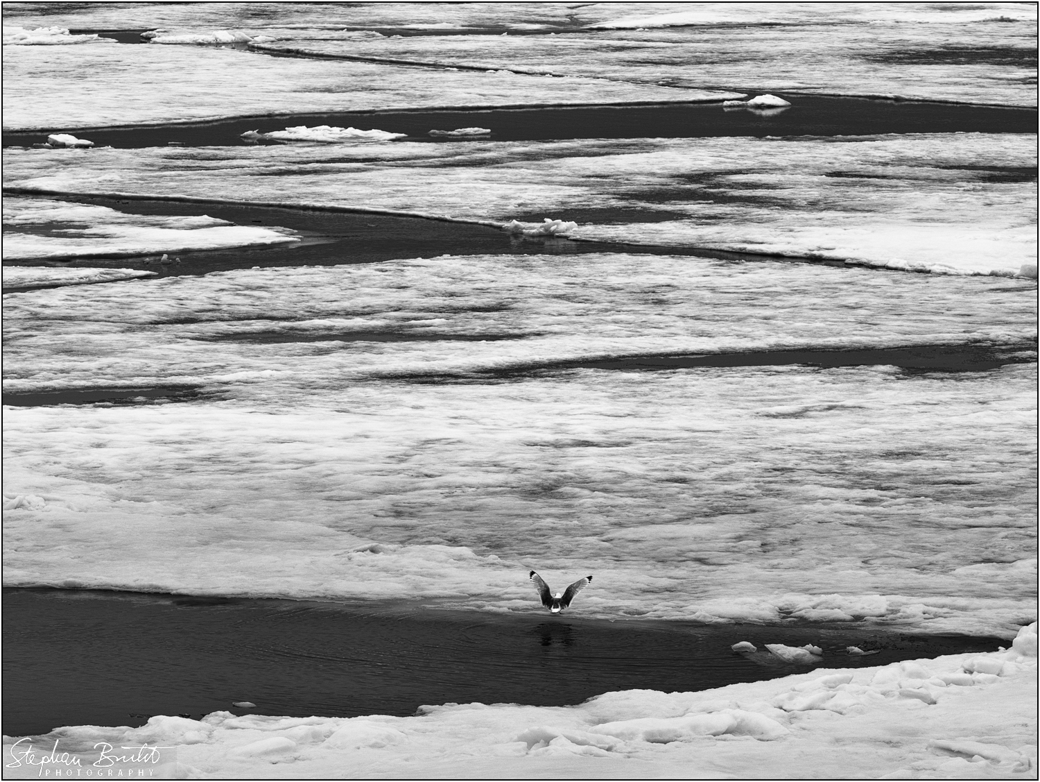 Pack ice (81°24' N)