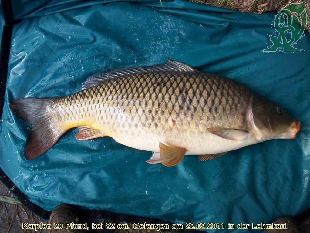 Karpfen 20 Pfund und 82 cm Lang, Lehmkaul 22.09.2011