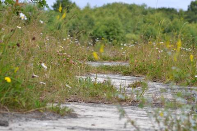 Die Natur überwuchert alte Wege und holt sich die Lebensräume zurück (Foto: Thomas Coldewey, von der Homepage des BUND KG Friesland)