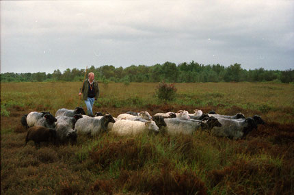 Vierbeinige Moorschützer mit ihrem Züchter, dem Landschftswart Helmut Peters, in Aktion