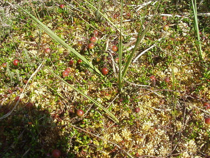 Moosbeere (Vaccinium oxycoccus) auf Torfmoos