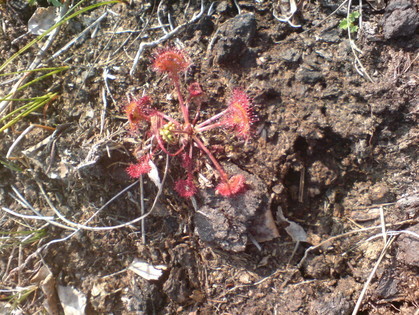 Rundblättriger Sonnentau (Drosera rotundifolia), eine fleischfressende Pflanze