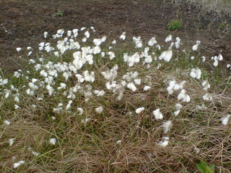 Schmalblättriges Wollgras (Eriophorum angustifolium)