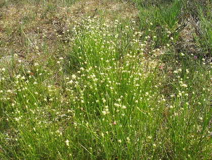 Weißes Schnabelried (Rhynchospora alba)