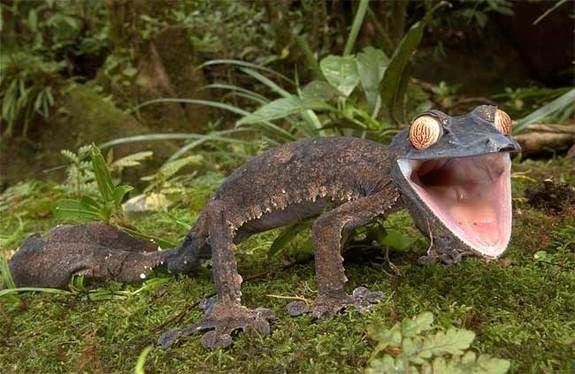 Gecko à queue plate : Uroplatus de Madagascar