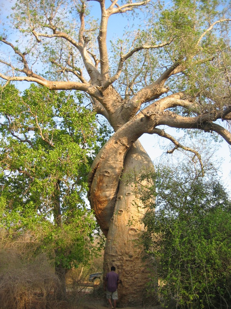 Les Baobabs Amoureux