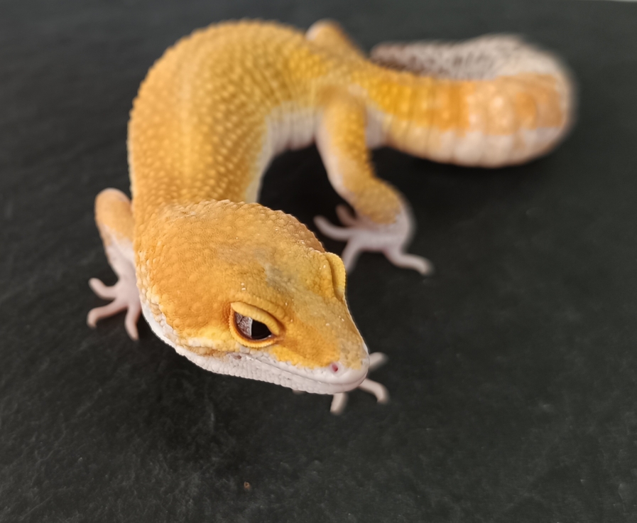 1.0 Tangerine Eclipse 