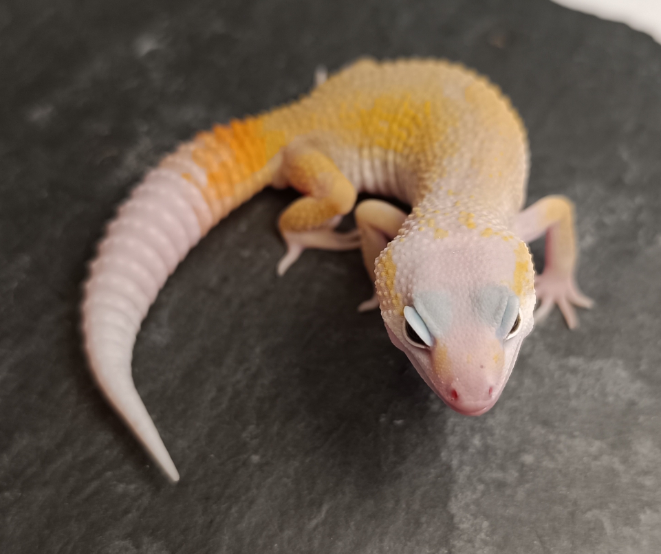 1.0 Tangerine Blizzard