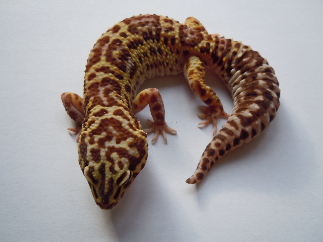 LAKSHMI - 0.1 Giant Mack Snow Tremper Albino poss. het. Eclipse