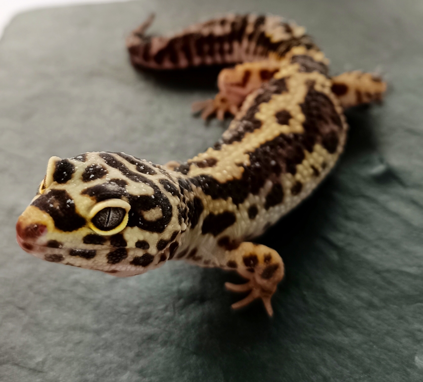 Amaya - 0.1 Bold Stripe Bandit 