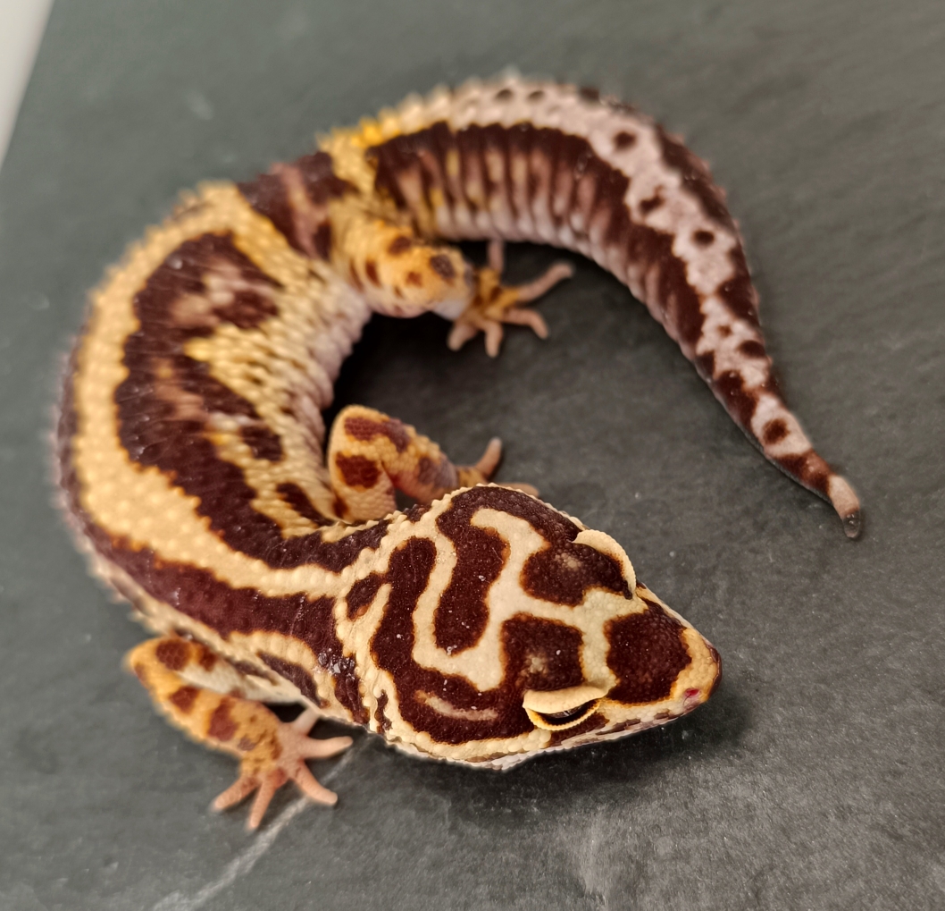 Mya - 0.1 Bold Stripe Bandit