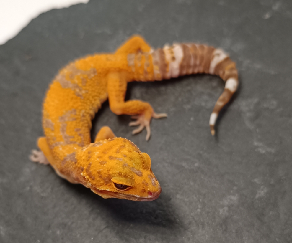 0.1 HC Mandarin Tangerine Tremper het. Raptor