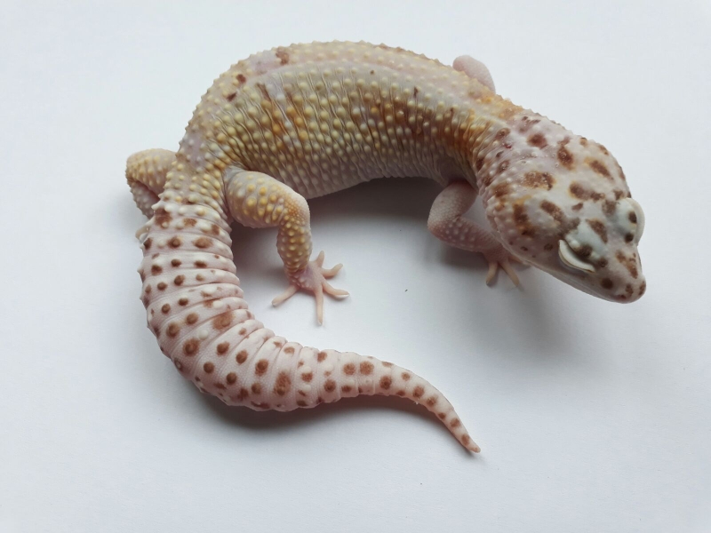 0.1 WY Mack Snow Bell Albino poss. het. Eclipse 