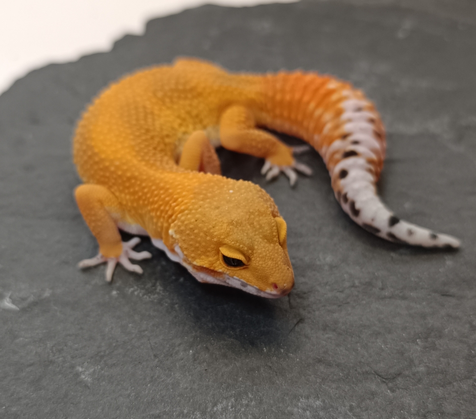 0.1 Mandarin Tangerine 