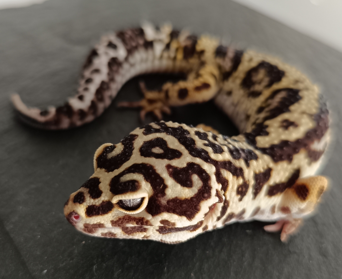 AKIO - 1.0 Bold Stripe Bandit