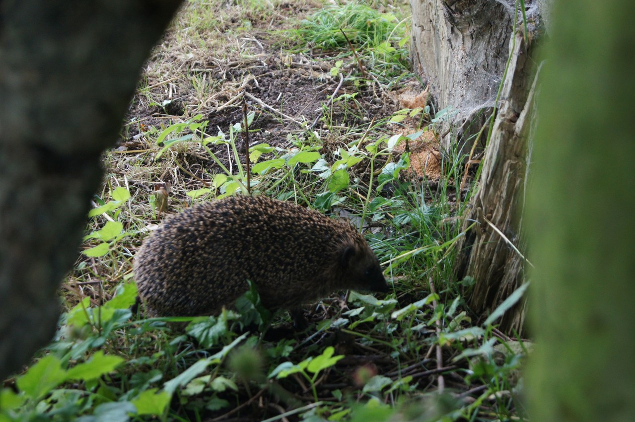 Meister Igel