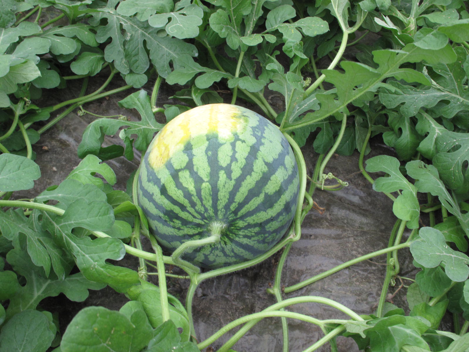 お尻の黄色いスイカを見つけたよ Fruits Tabaruzaka ページ