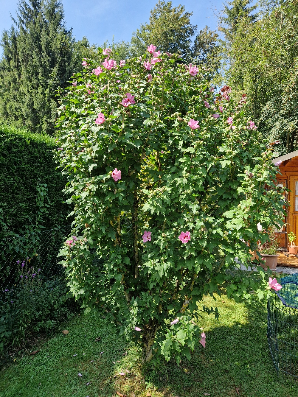Hibiskusblüten frisst er am liebsten.