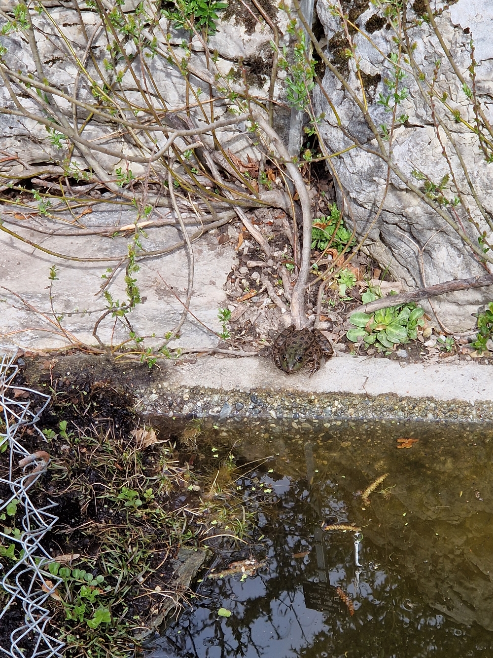 Frosch
