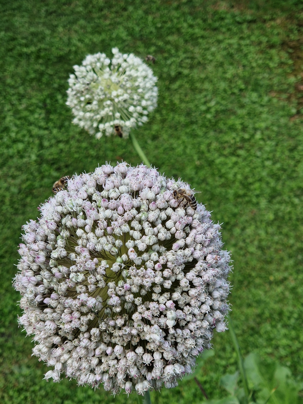 Bienen auf der Blume