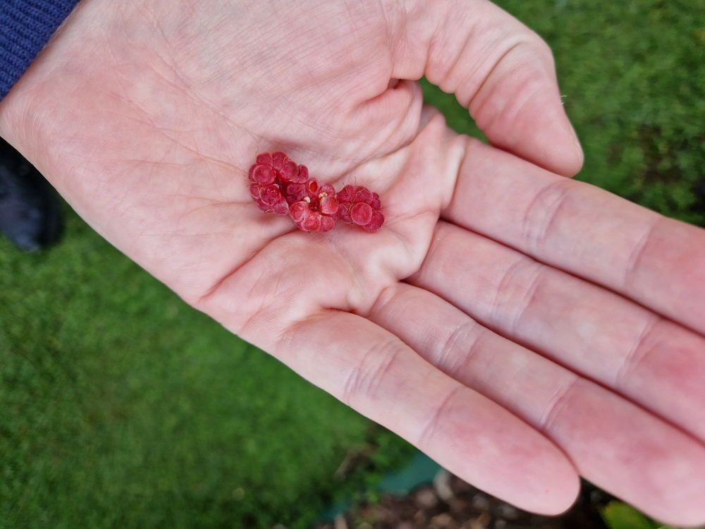 Himbeeren auf der Hand