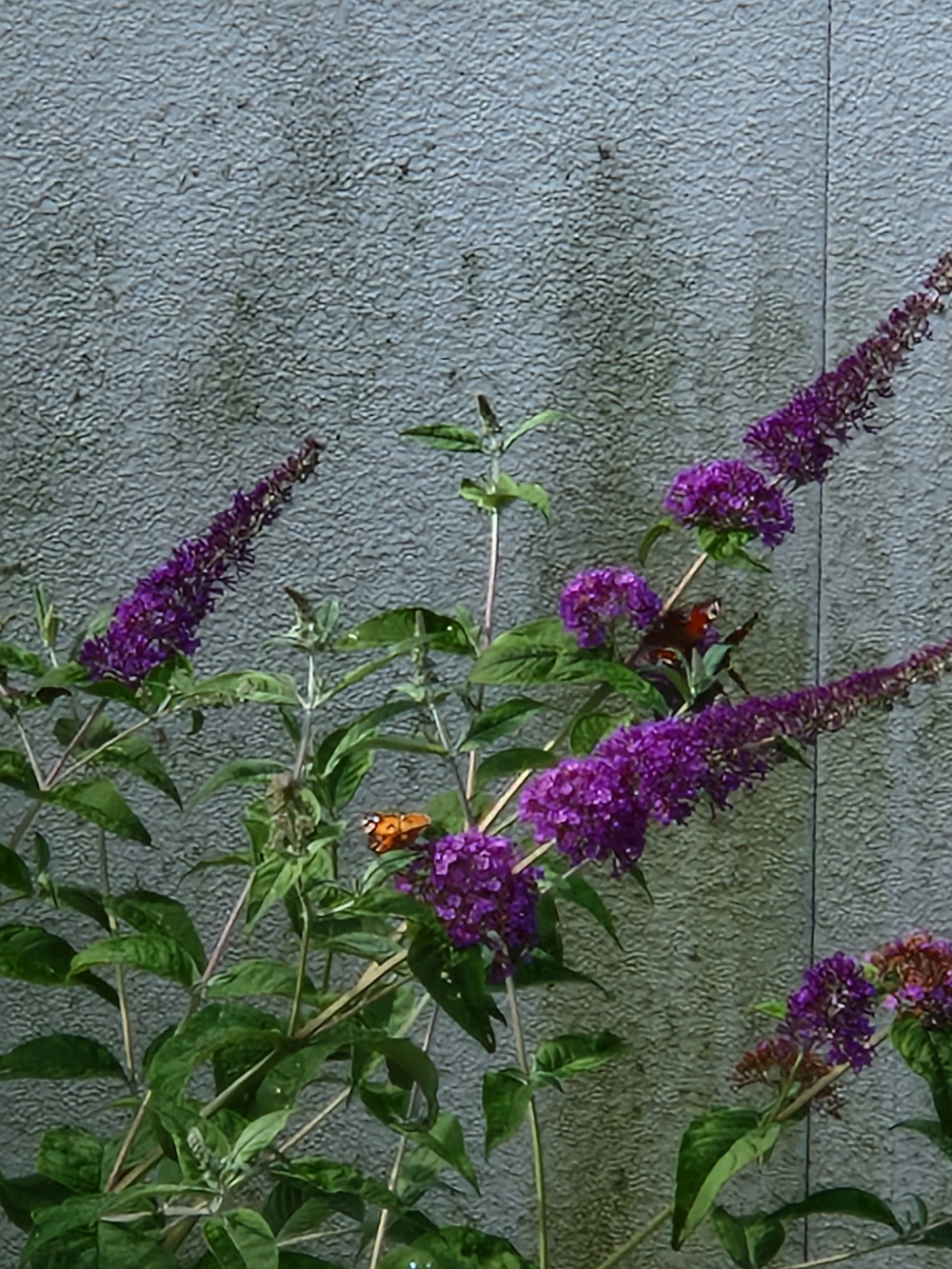 Schmetterlinge auf Flieder