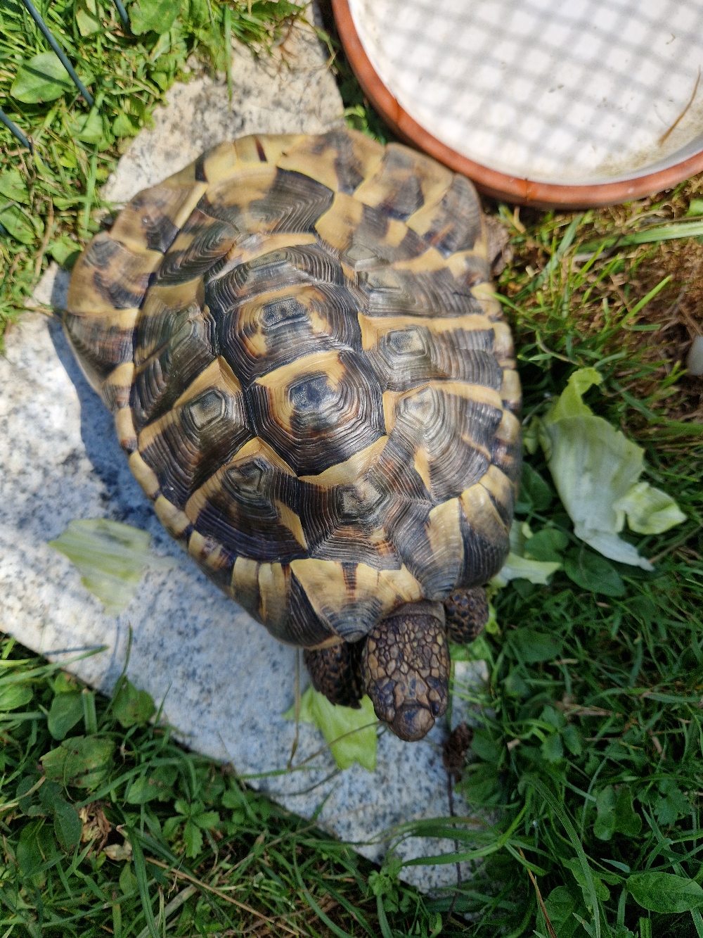Heute Früh war schon Raubtierfütterung bei Basti. 🐢 Da er bei meinen Eltern im Garten wohnt, erlebe ich das nicht mehr so oft.